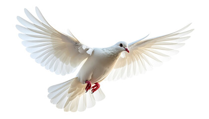 Obraz premium Free flying white dove isolated. Symbol of peace
