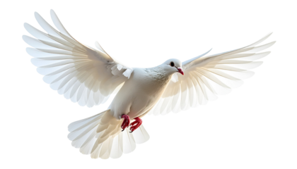 Free flying white dove isolated. Symbol of peace