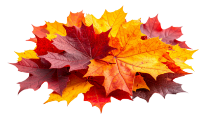 Pile of autumn colored leaves isolated on white background.A heap of different maple dry leaf .Red, yellow and colorful foliage