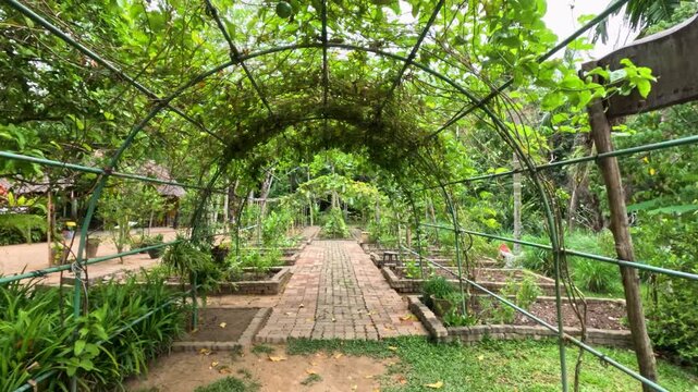 Walking Through a Lush Winter Melon Garden Tunnel in Phuket