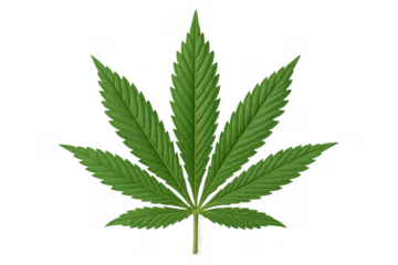 Cannabis sativa leaf on transparent background, symbolizing marijuana, hemp, and herbal medicine