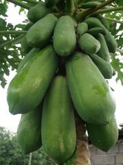 Papaya is a tropical fruit rich in vitamins, enzymes, and health benefits with sweet flavor.