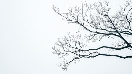Obraz premium Two intertwined, leafless tree branches against a clean sky, symbolizing relationship, connection, and interdependence in a minimalist way, graphic and artistic composition.