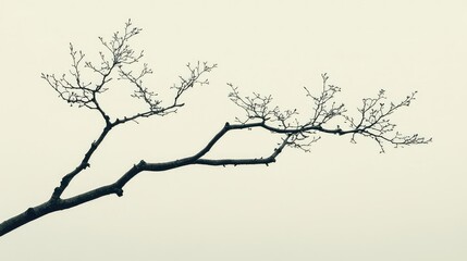 Two intertwined, leafless tree branches against a clean sky, symbolizing relationship, connection, and interdependence in a minimalist way, graphic and artistic composition.