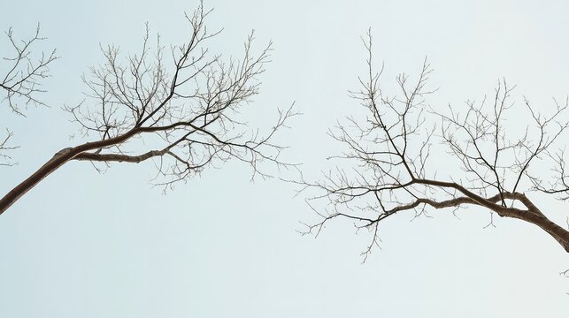 Two intertwined, leafless tree branches against a clean sky, symbolizing relationship, connection, and interdependence in a minimalist way, graphic and artistic composition.