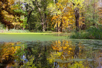 Autumn mood-Golden autumn a lake in which the colorful trees are reflected, Berlin, Germany 