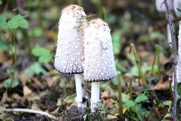 Autumn-Shaggy ink cap-Coprinus comatus- in a park in Berlin, Germany 