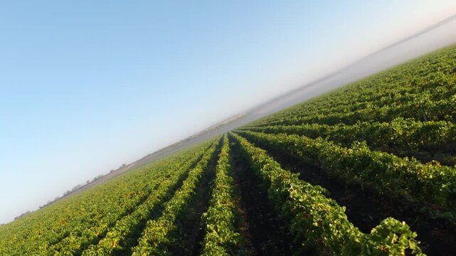 Cinematic 180 Aerial Rotation Over Vineyards and Morning Fog moving forward