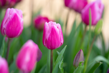 Tulips in a vibrant tulip field in the Netherlands. Blooming spring flowers tulips in the sunlight. Tulips flower beautiful in garden plant. Beautiful tulip flowers spring background.