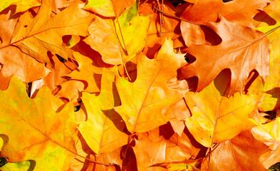 Autumn fallen leaves on ground close up. Background texture for autumn design. Yellow autumn maple leaves. Sunny autumn day. Fall in nature. Natural fall background.