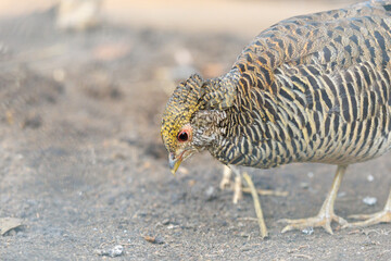 A bird with a yellow head is eating something on the ground