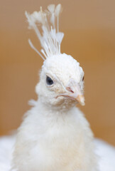 Portrait of a white peacock in the park