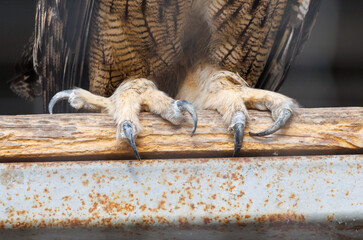 A bird with long claws is standing on a metal railing