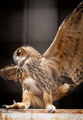 A brown owl with red eyes is perched on a ledge