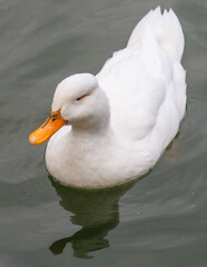 A duck is swimming in a body of water