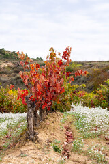 Single grapevine in La Rioja Spain with deep red autumn leaves standing on stony soil symbolizing resilience and agricultural heritage of the region