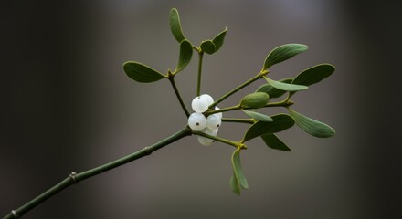 Close-up of mistletoe leaves with white berries on blurred background  