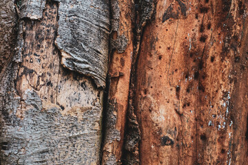 Texture of old tree bark with natural contrast between grey and brown tones. Ideal for background, nature design, or material texture projects. Perfect for environmental or rustic design themes