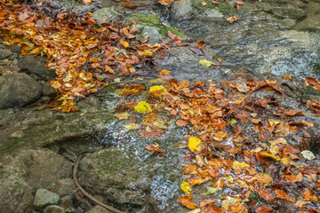 La Colline en automne — murmures du ruisseau jurassien