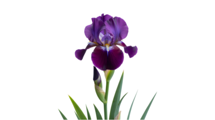 Vibrant purple iris flower with green stems and leaves on black background