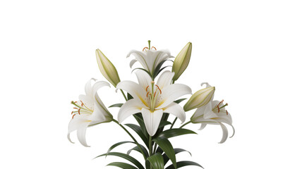 Obraz premium Elegant white lilies bloom with green stems against a dark background