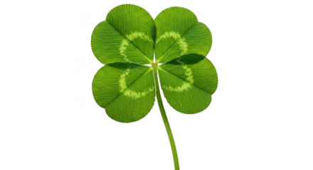 Vibrant Fourleaf Clover Isolated On Black Background