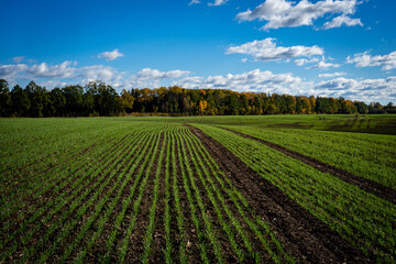 Vibrant Green Field with Distant Forest Under a Blue Sky