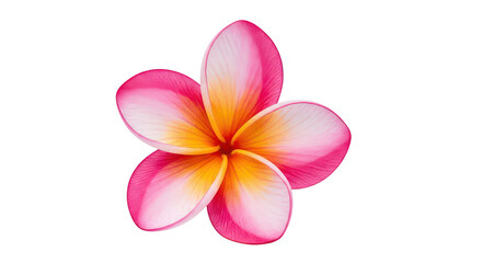 Fototapeta premium Vibrant Pink And Yellow Plumeria Blossom Isolated On Black