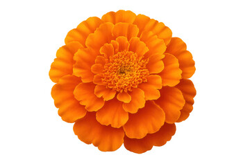 Fototapeta premium Vibrant orange marigold flower blooming, offering a top view, isolated on a transparent background