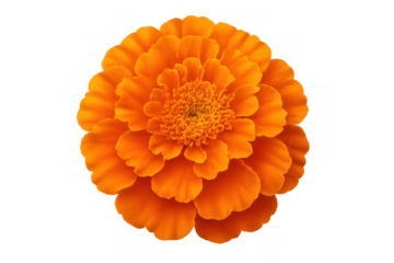 Vibrant orange marigold flower blooming, offering a top view, isolated on a transparent background
