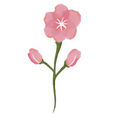 Fototapeta premium Soft Watercolor Pink Cherry Blossom Flower Illustration with Buds. Hand-painted Spring Floral Element, Simple and Elegant Design, Isolated on White for Greeting Cards or Wedding Invites.