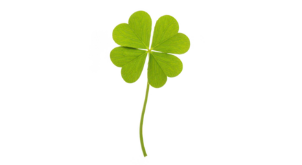 Lucky Fourleaf Clover Isolated On Black Background