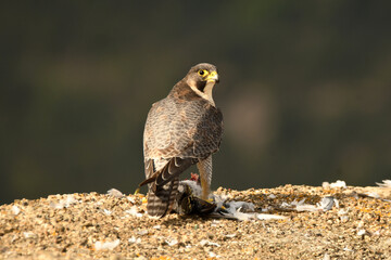 halcon peregrino con presa