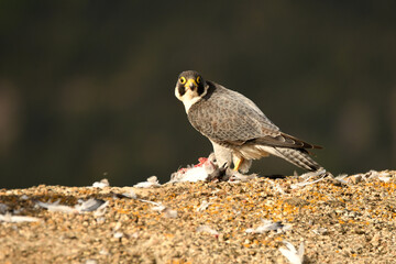 halcon peregrino con presa