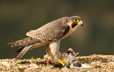 halcon peregrino con presa