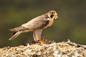 halcon peregrino con presa