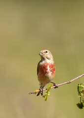 pardillo en la ramita