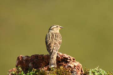 pardillo en la ramita