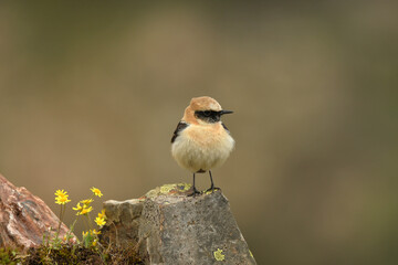 collalba en primavera
