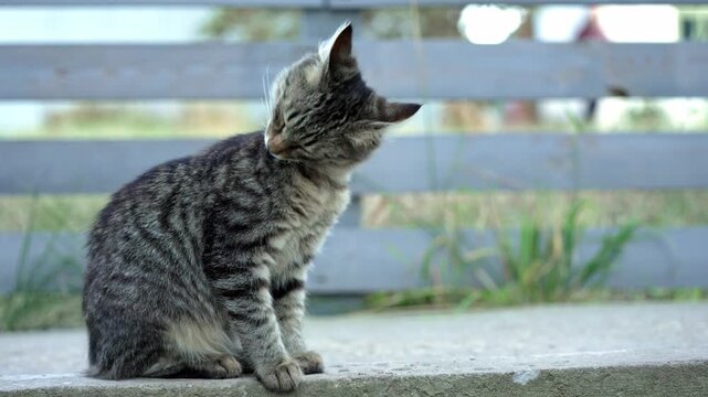 Adorable grey striped tabby kitten sitting outdoors on a concrete ledge, attentively looking around and cleaning its soft fur with its tongue while a gentle breeze ruffles its coat
