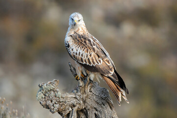 milano real en su atalaya