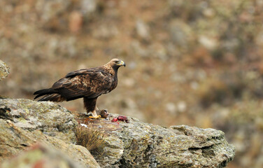 aguila real a
en la montaña abulense. Avila, España