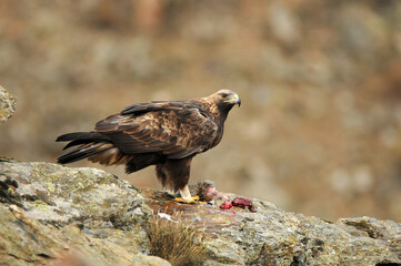 aguila real a
en la montaña abulense. Avila, España