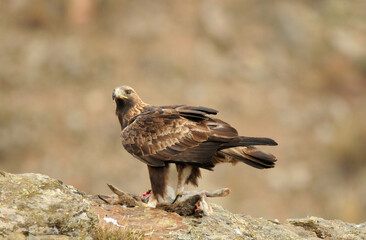 aguila real a
en la montaña abulense. Avila, España