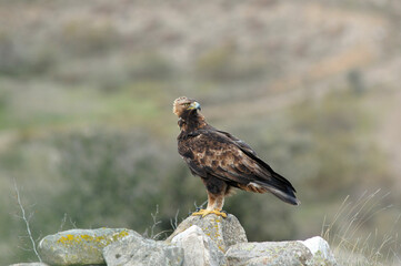 aguila real a
en la montaña abulense. Avila, España