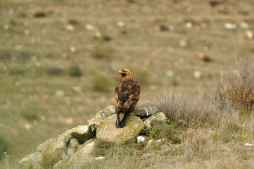 aguila real a
en la montaña abulense. Avila, España