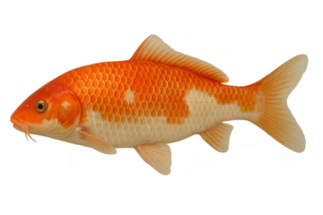 Vibrant orange and white koi fish swimming, displaying elegance and tranquility on transparent background