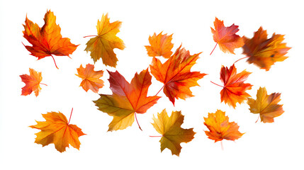 Fototapeta premium Autumn Leaf Fall on White Background. Maple Vibrant leaves cut outs