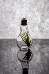 Herbaceous plant Tillandsia inside a glass vase in the form of a light bulb