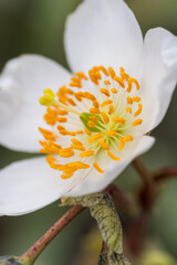 Macro of a delicate white Chilean Anemone flower, showcasing its vibrant yellow-orange stamens and central green pistil with an overall feeling of purity and fragility.